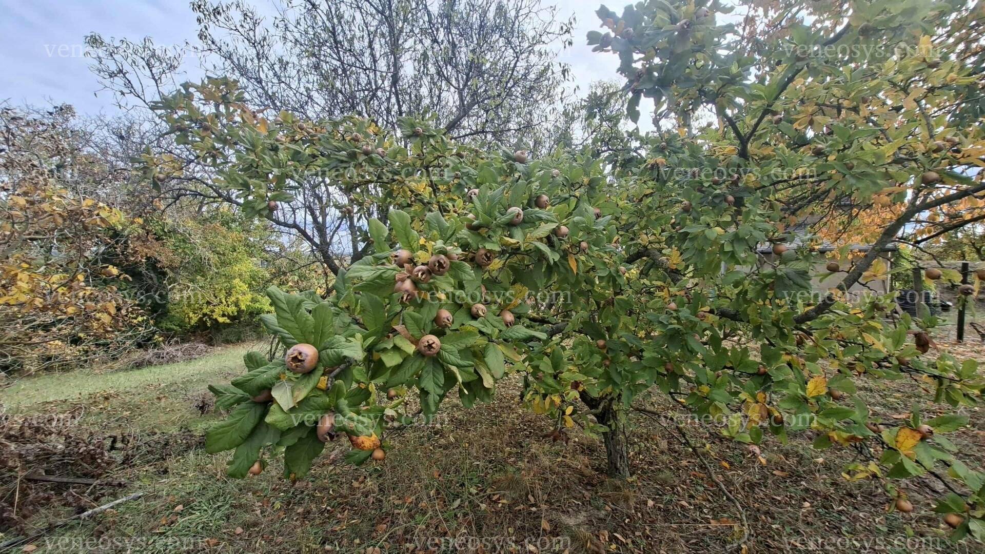 Kép 8