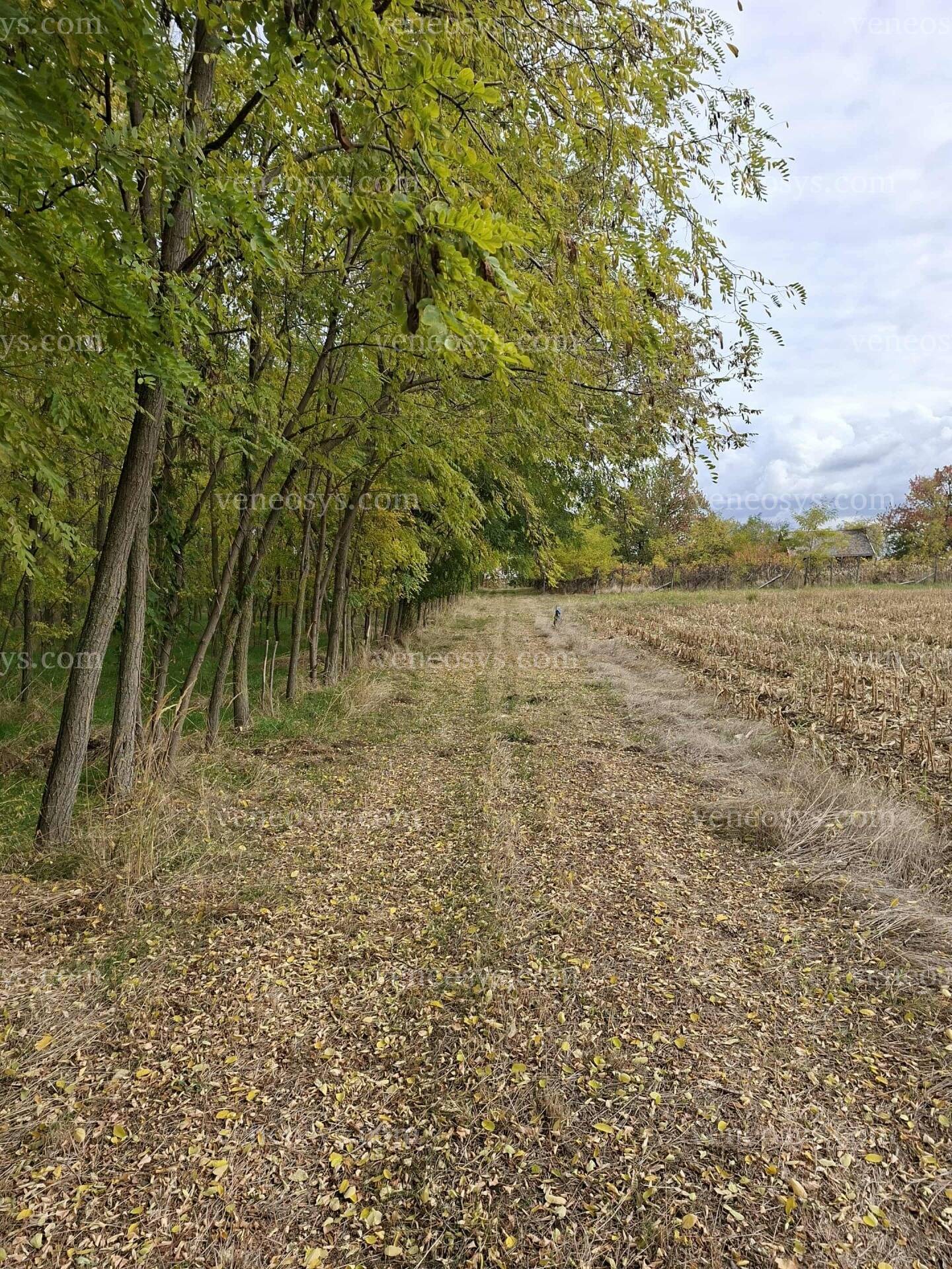 Kép 5