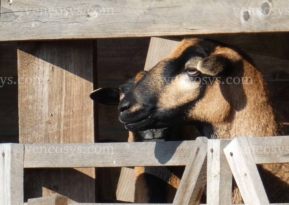 Kép 21