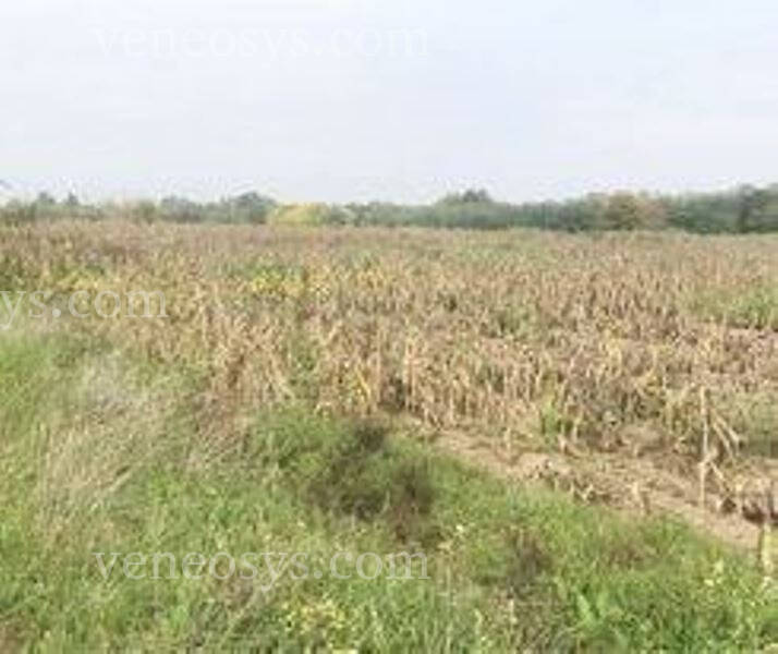 Kép 1