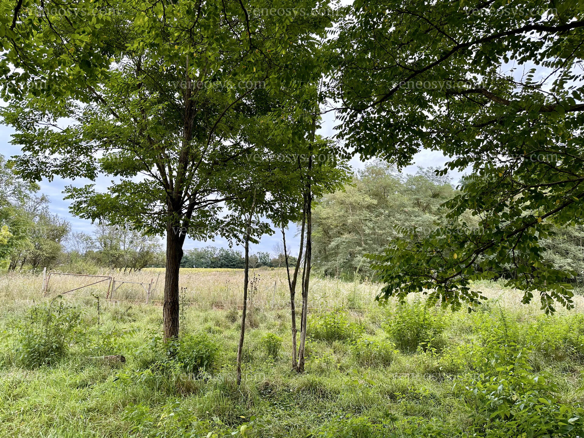 Kép 21