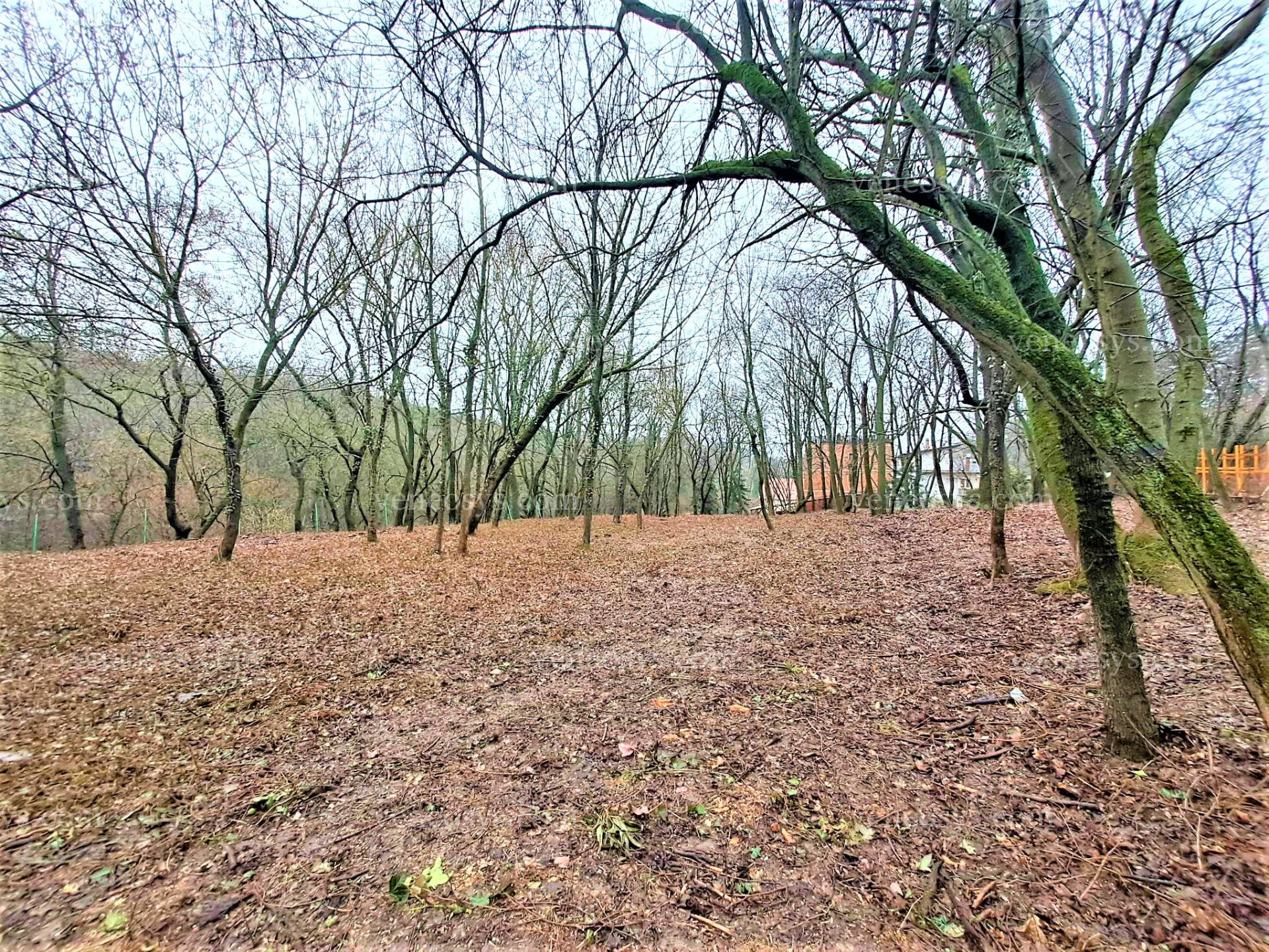 Kép 7