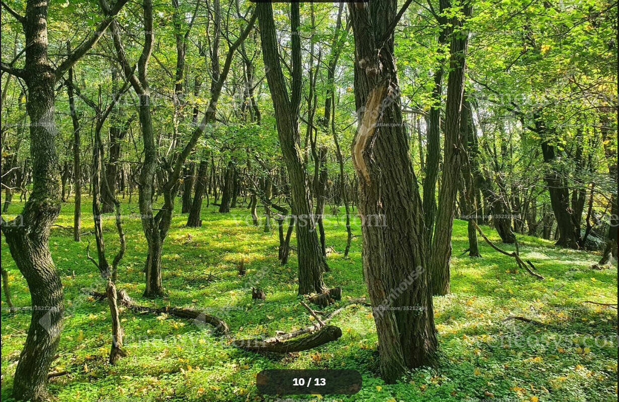 Kép 7