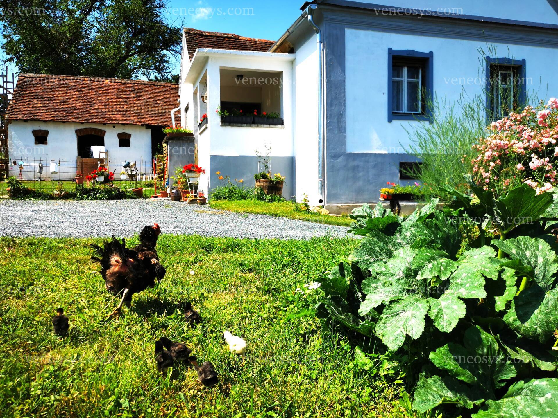Kép 21