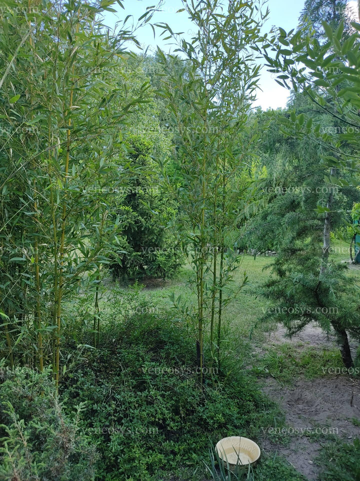 Kép 25