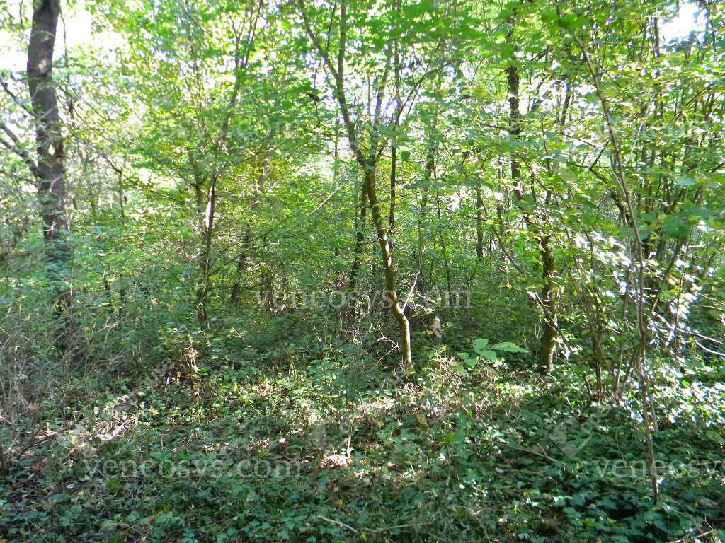 Kép 11