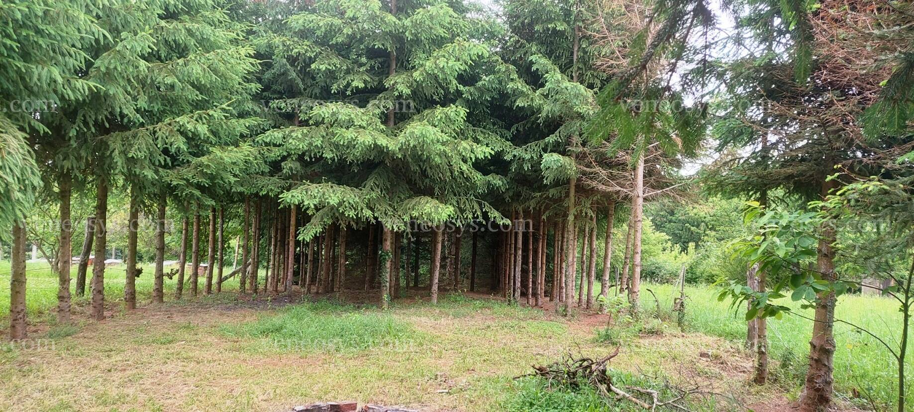 Kép 5