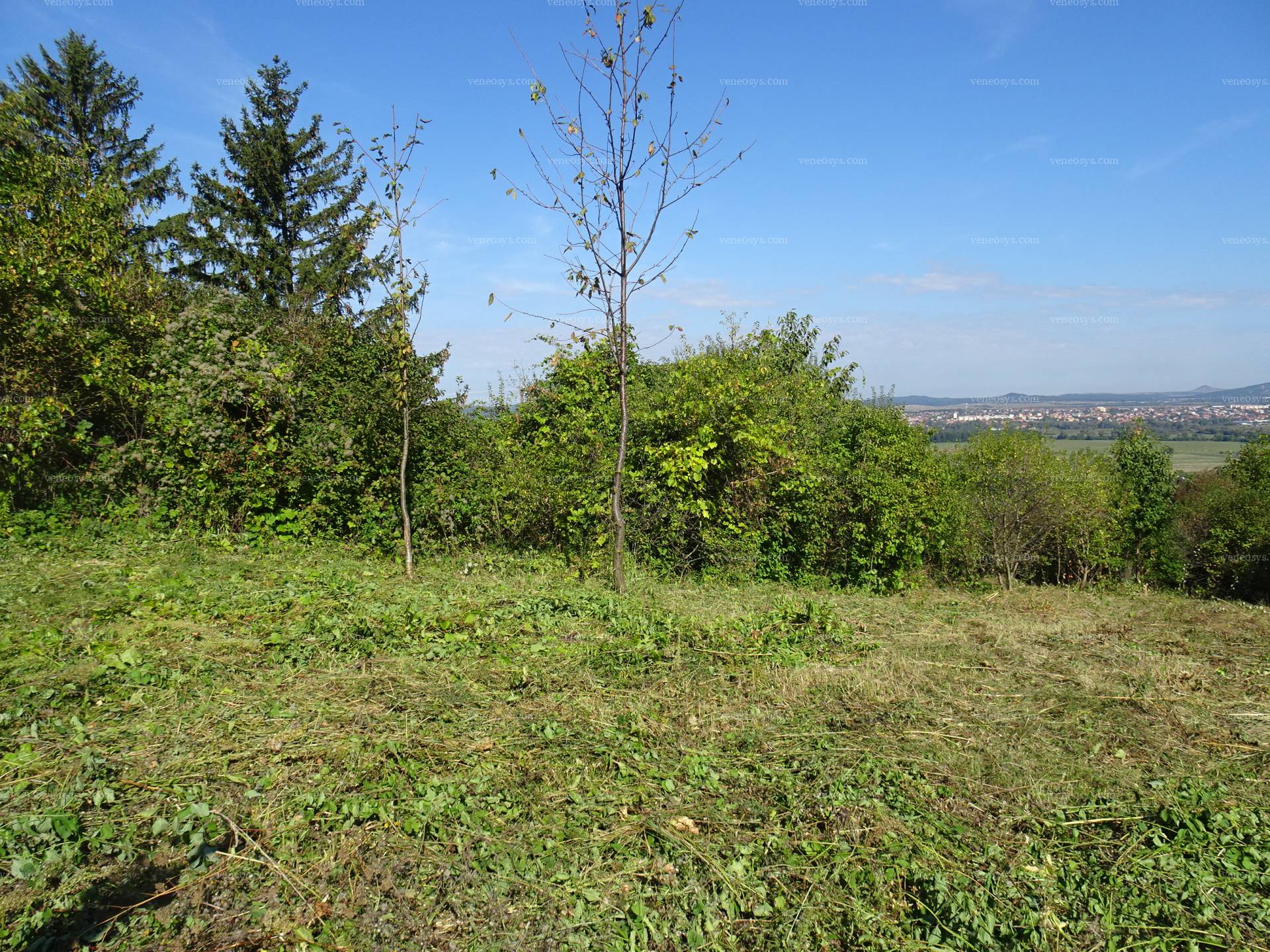 Kép 5