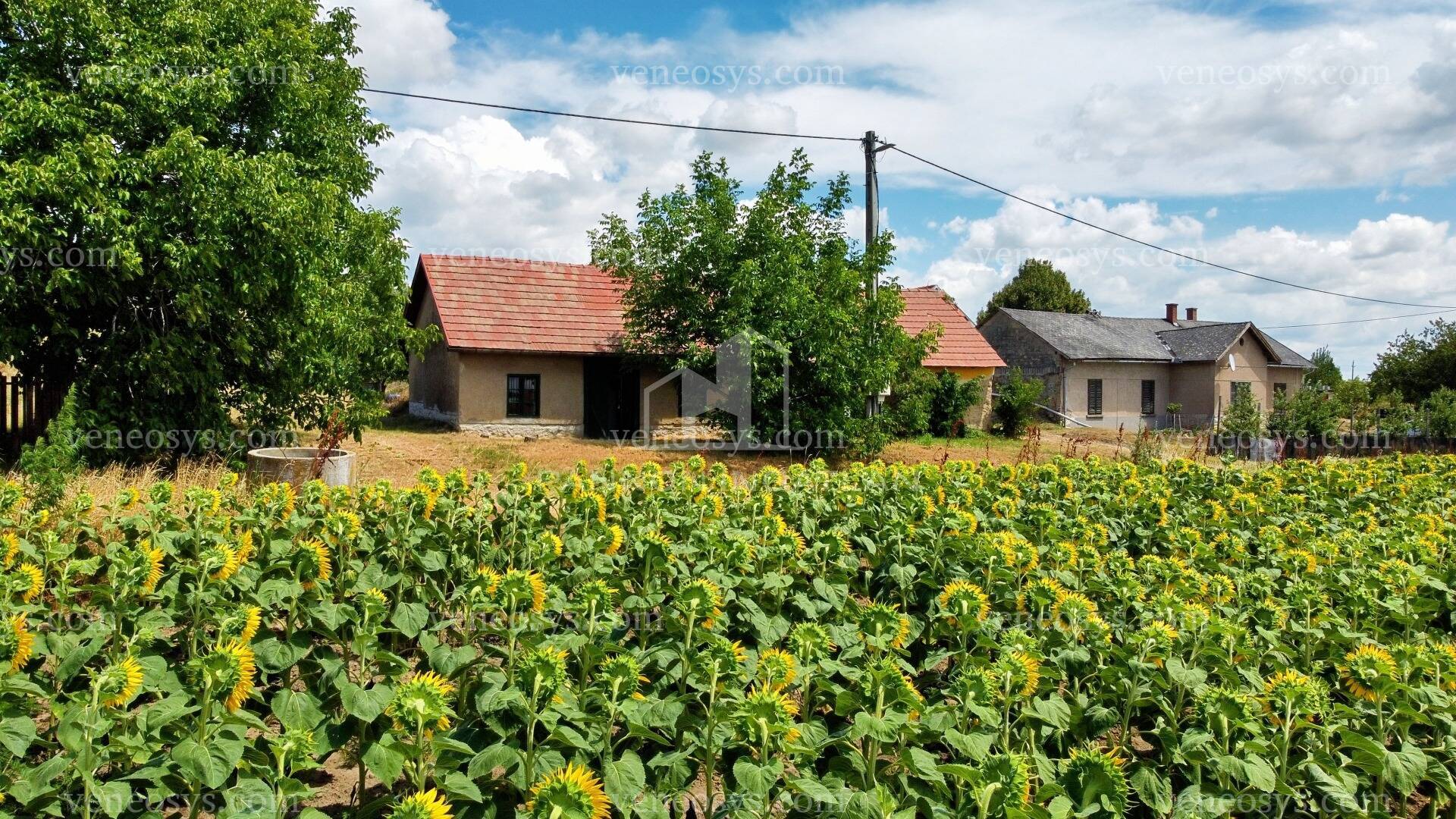 Kép 4