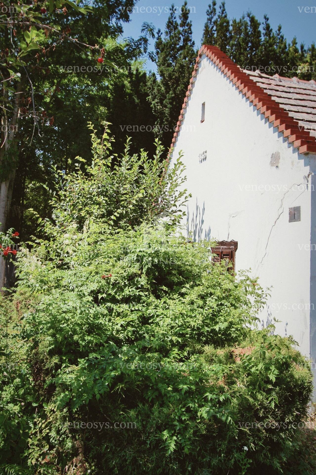 Kép 5