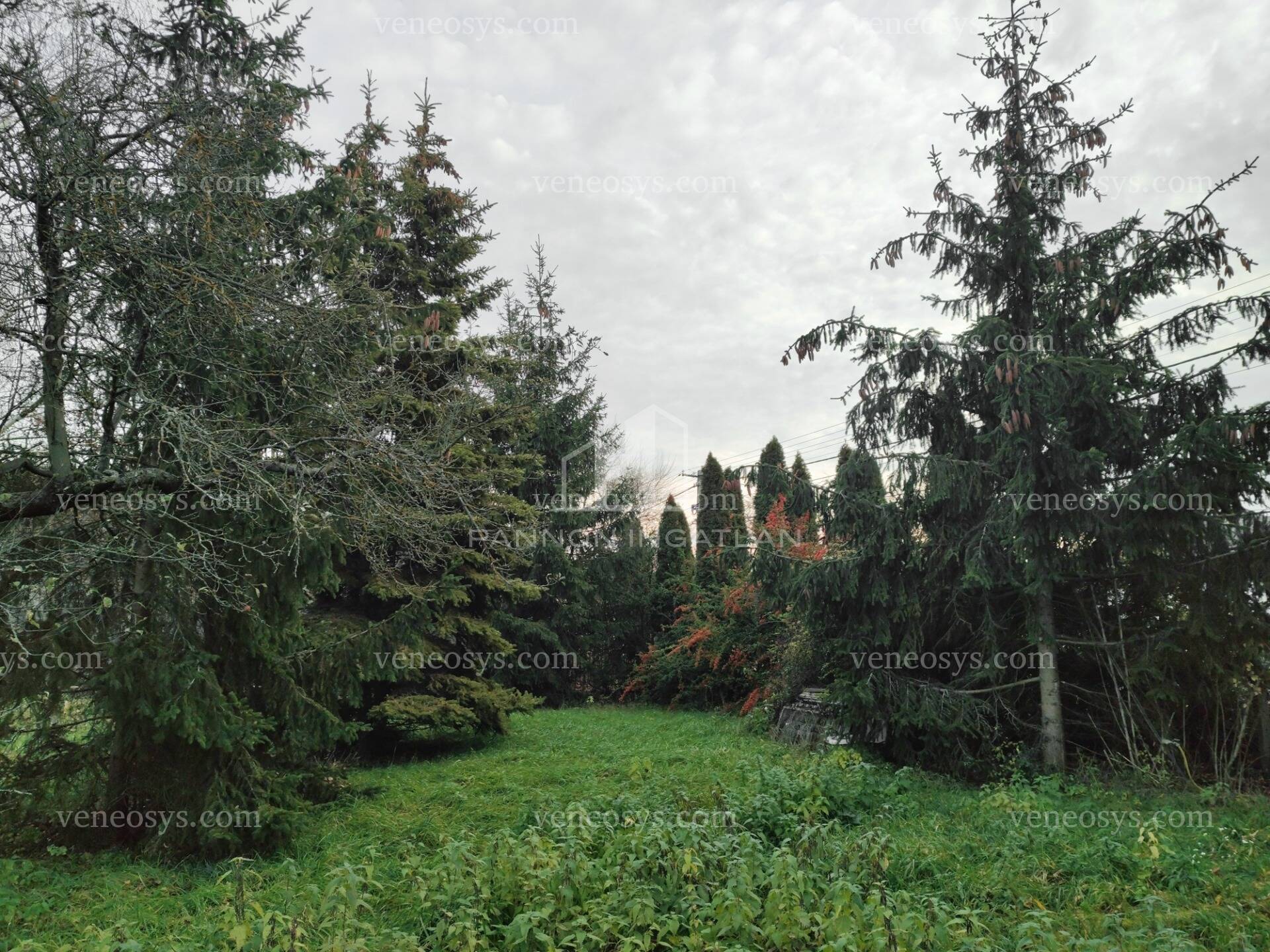 Kép 10