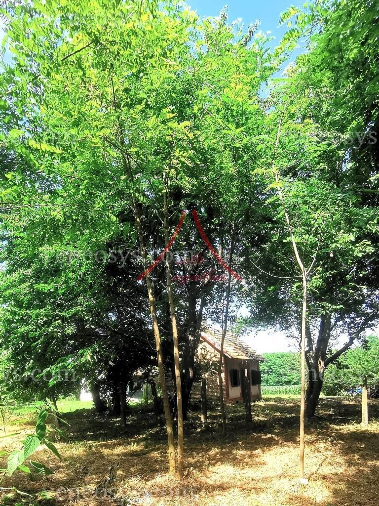 Kép 11