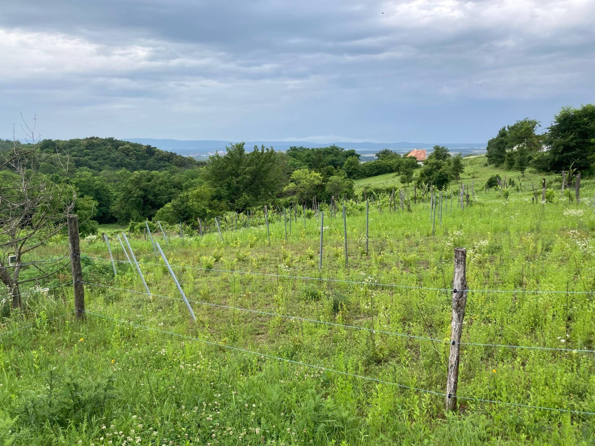 Tapolca