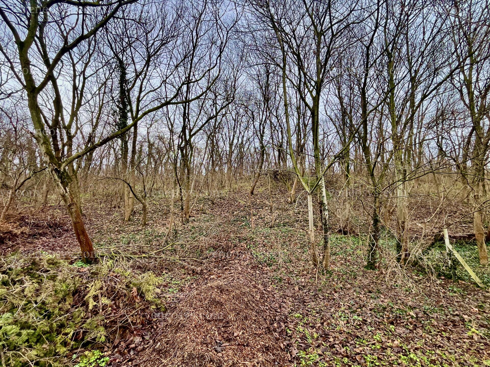 Kép 6