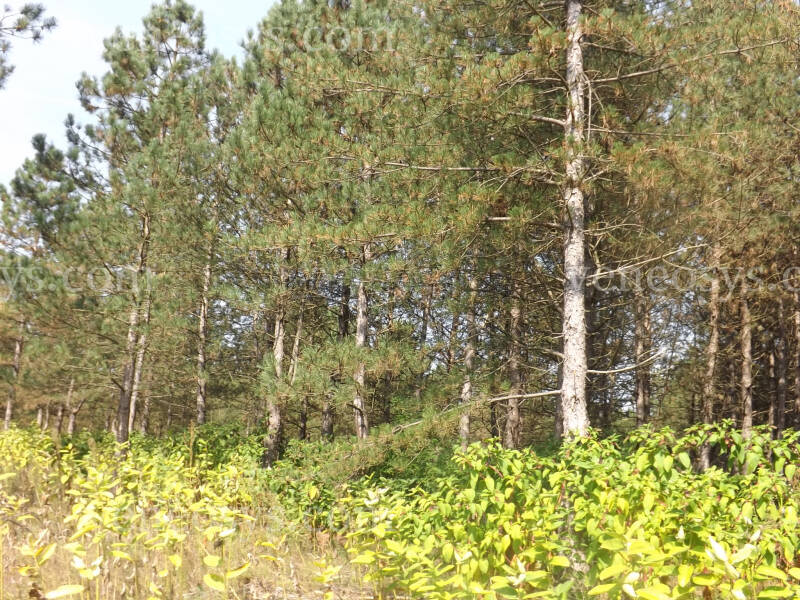 Kép 3