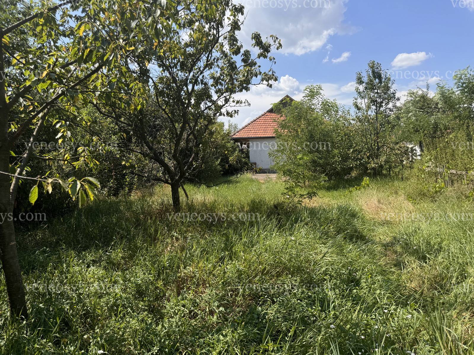 Kép 5