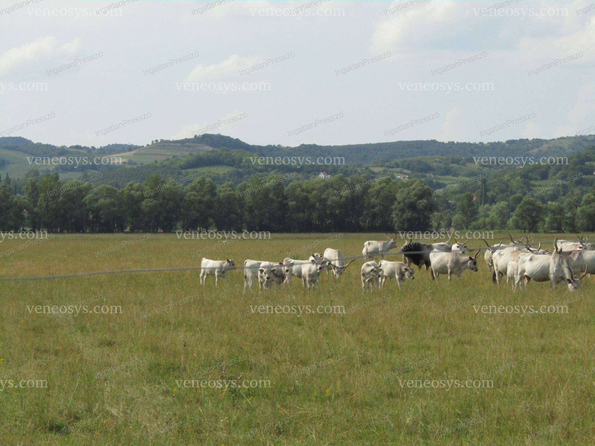Kép 15