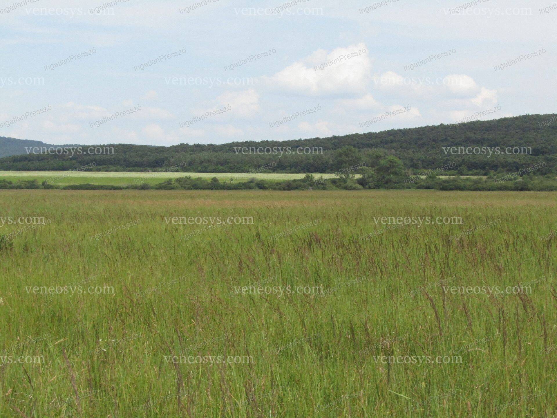 Kép 5
