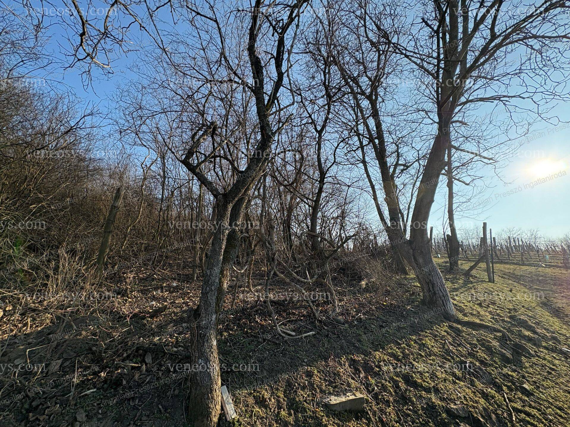 Kép 9