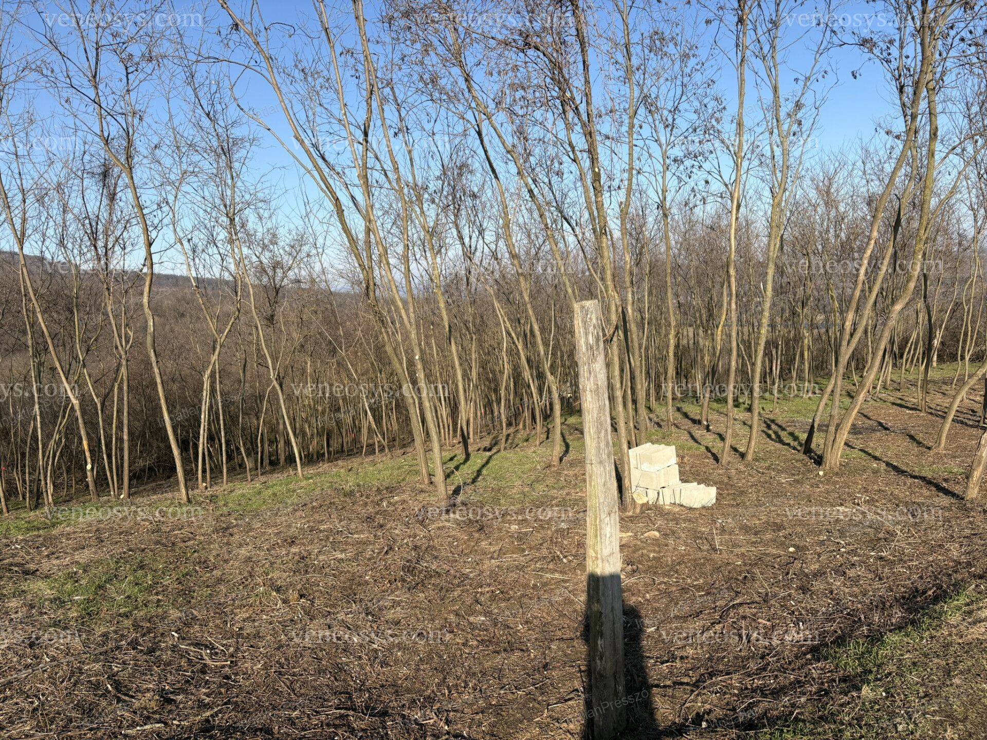 Kép 12