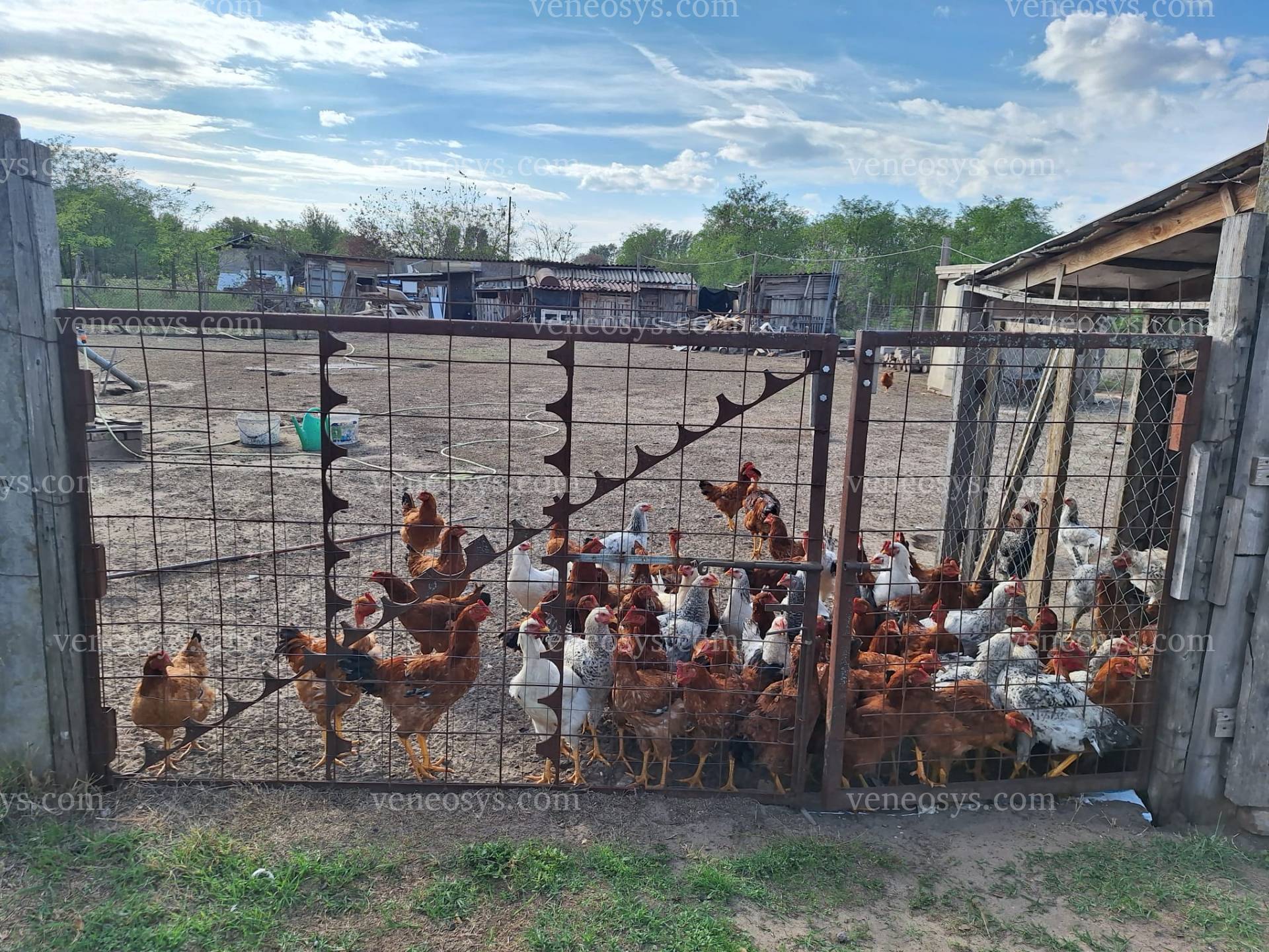 Kép 7