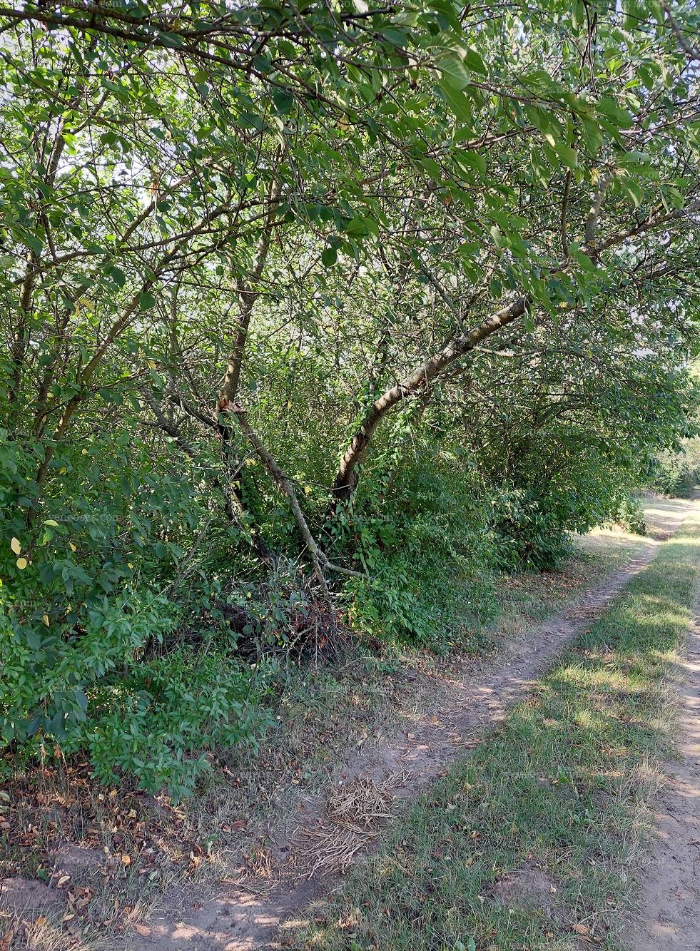 Kép 6