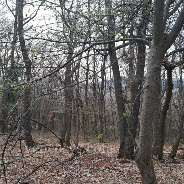 Kép 10