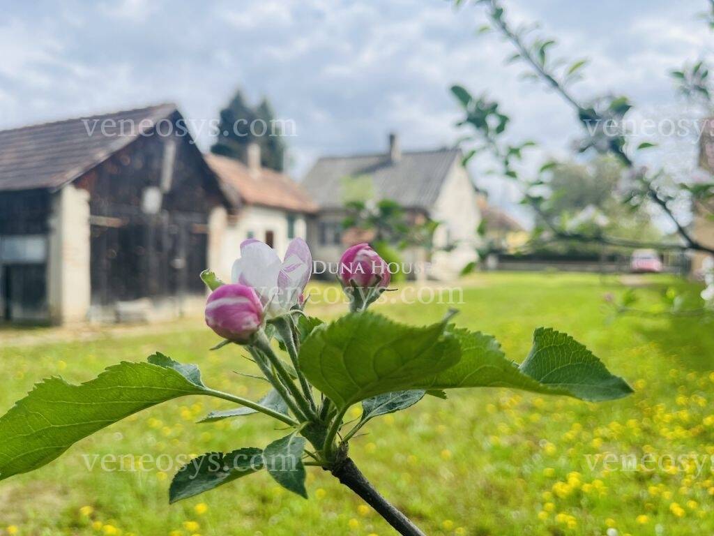 Kép 5
