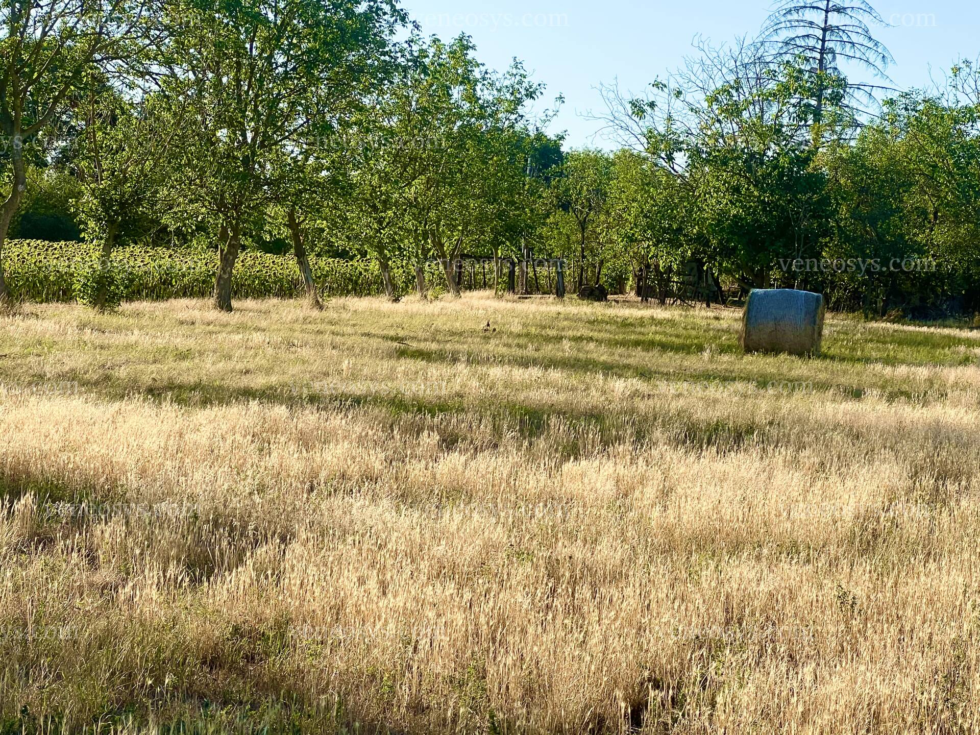Kép 31