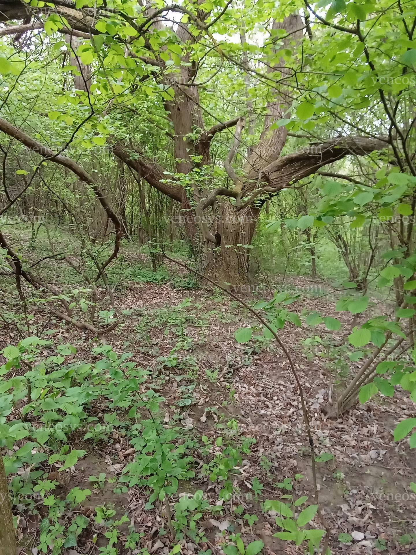 Kép 8