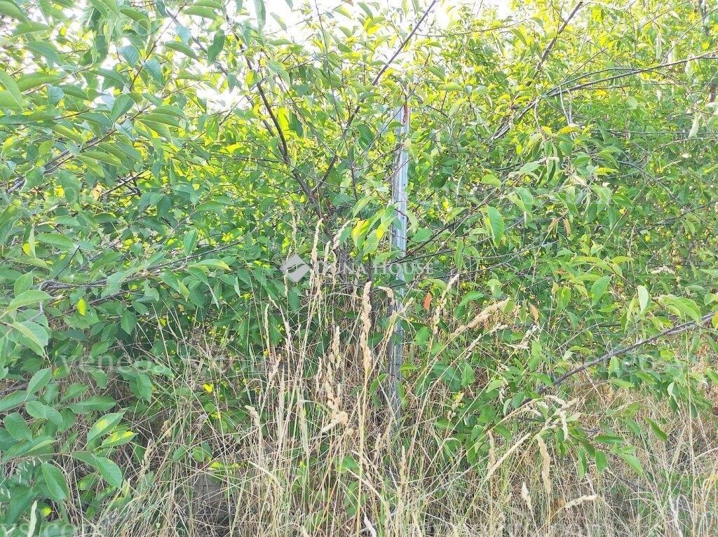 Kép 6