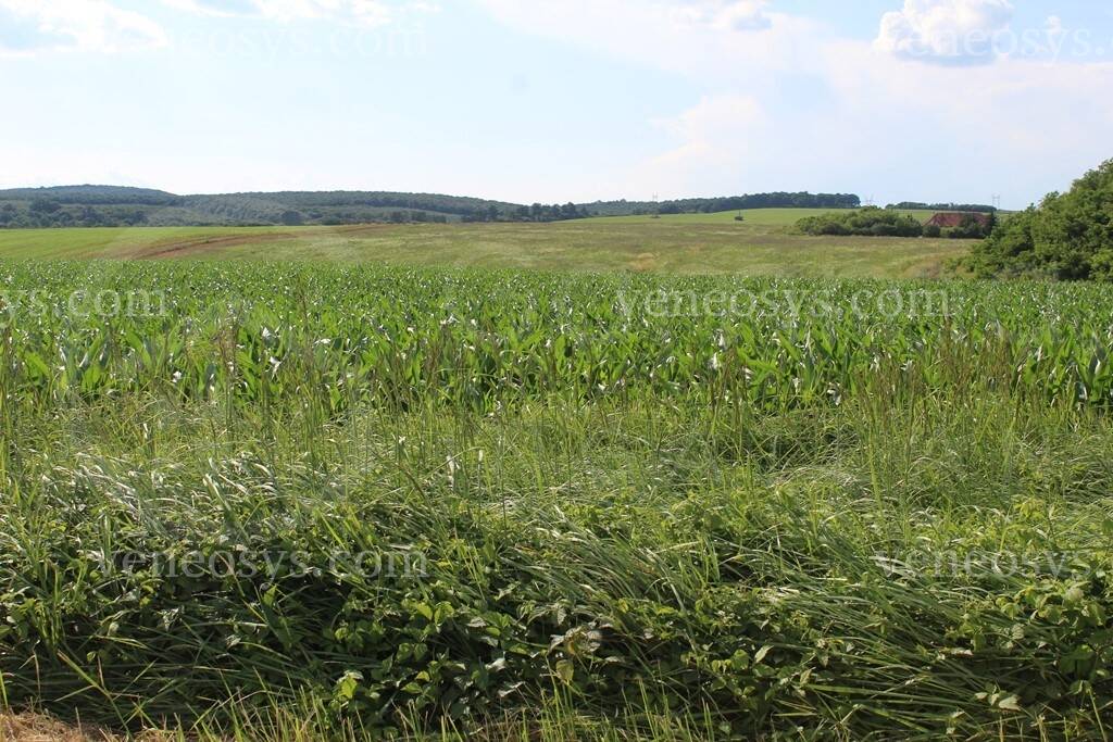 Kép 9
