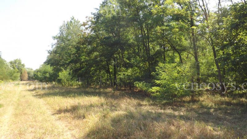 Kép 10