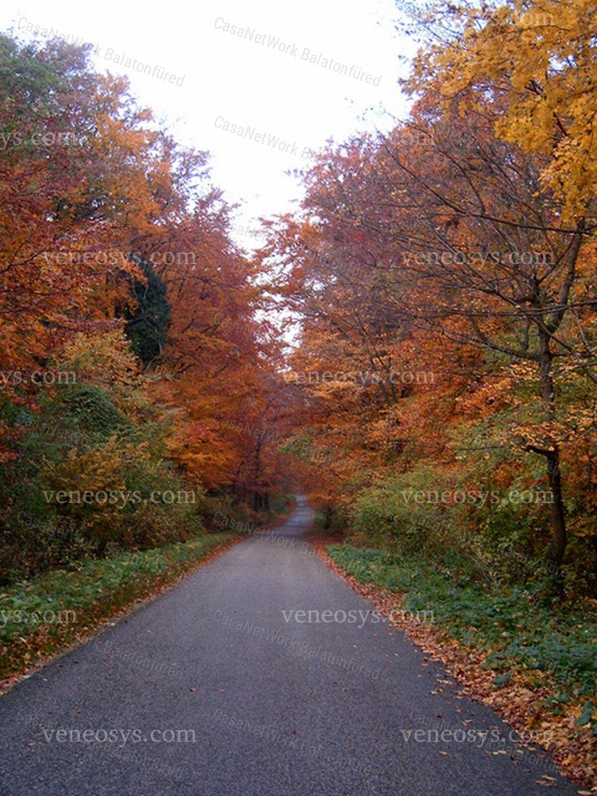 Kép 6