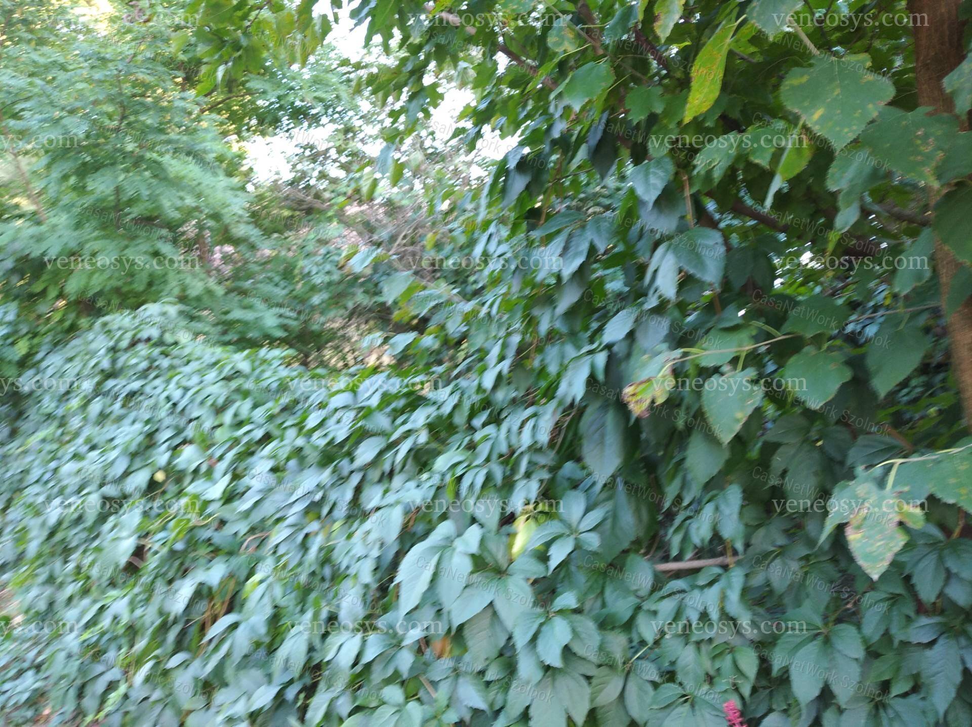 Kép 4