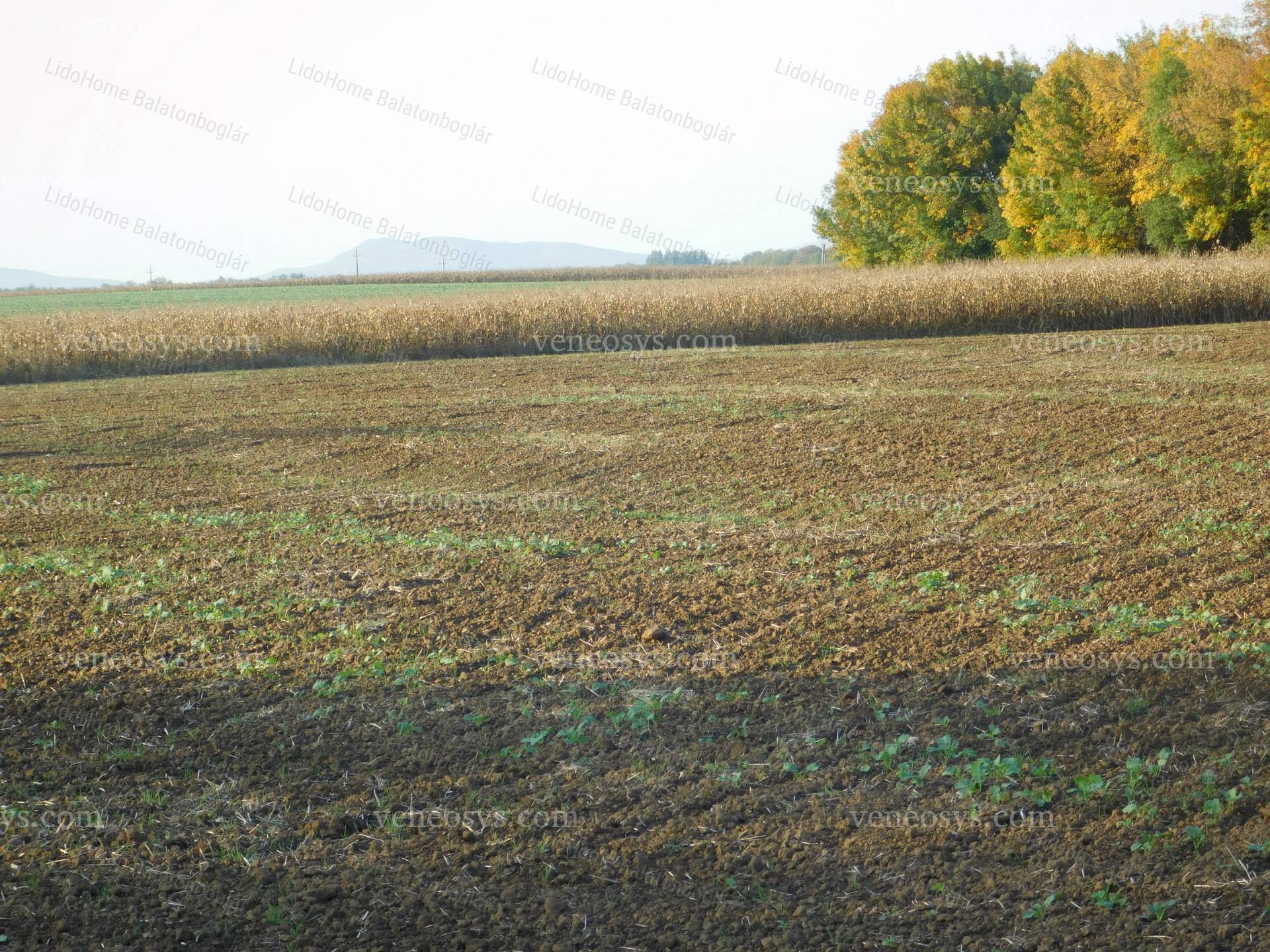 Kép 4