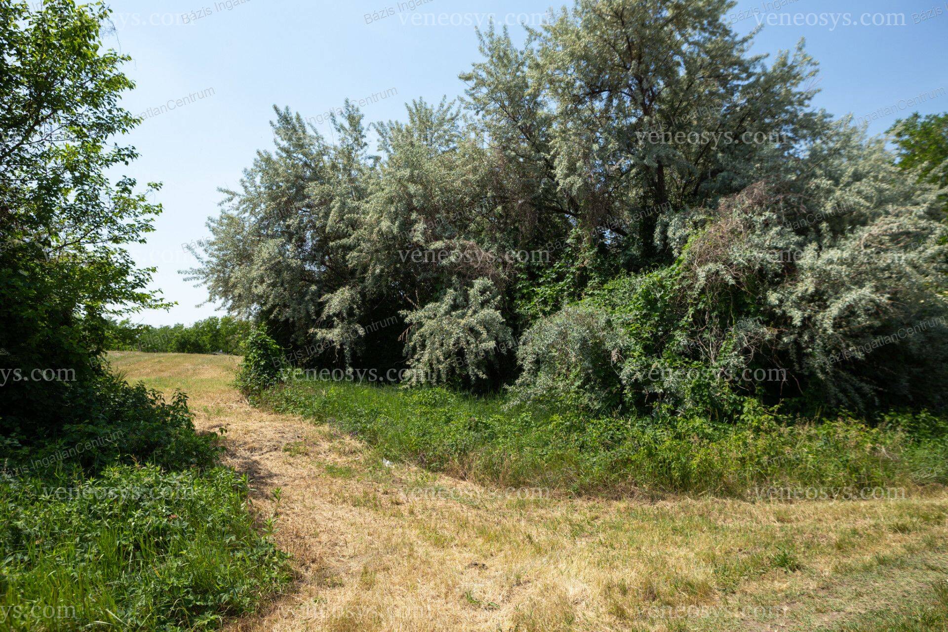 Kép 5