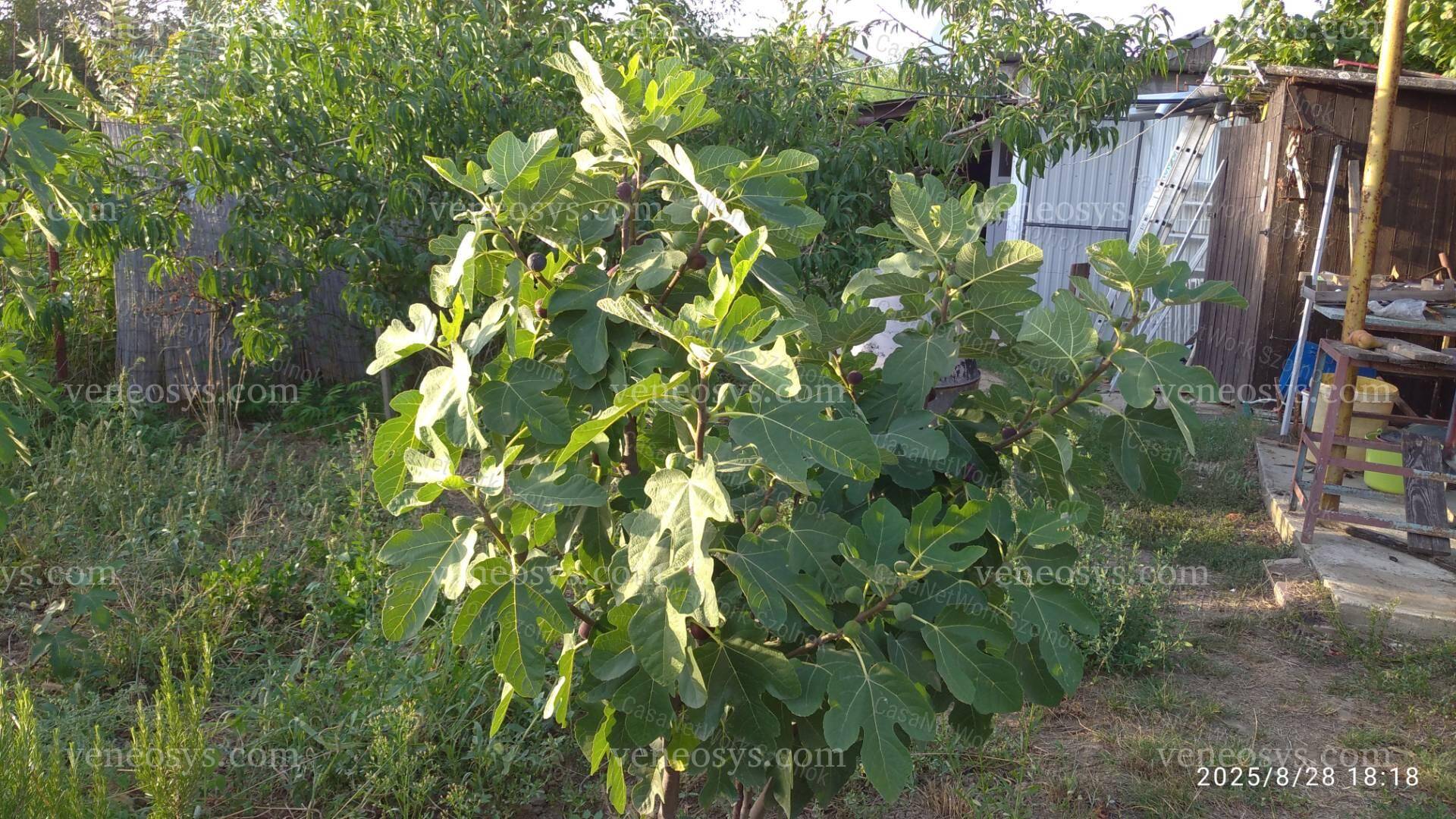 Kép 19