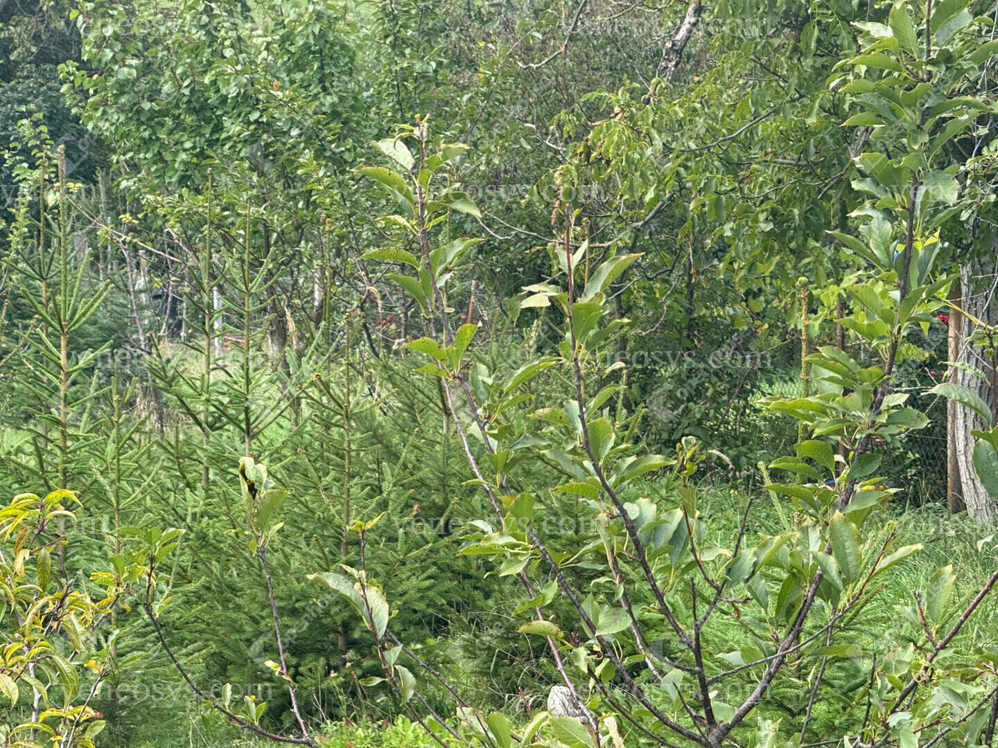 Kép 21