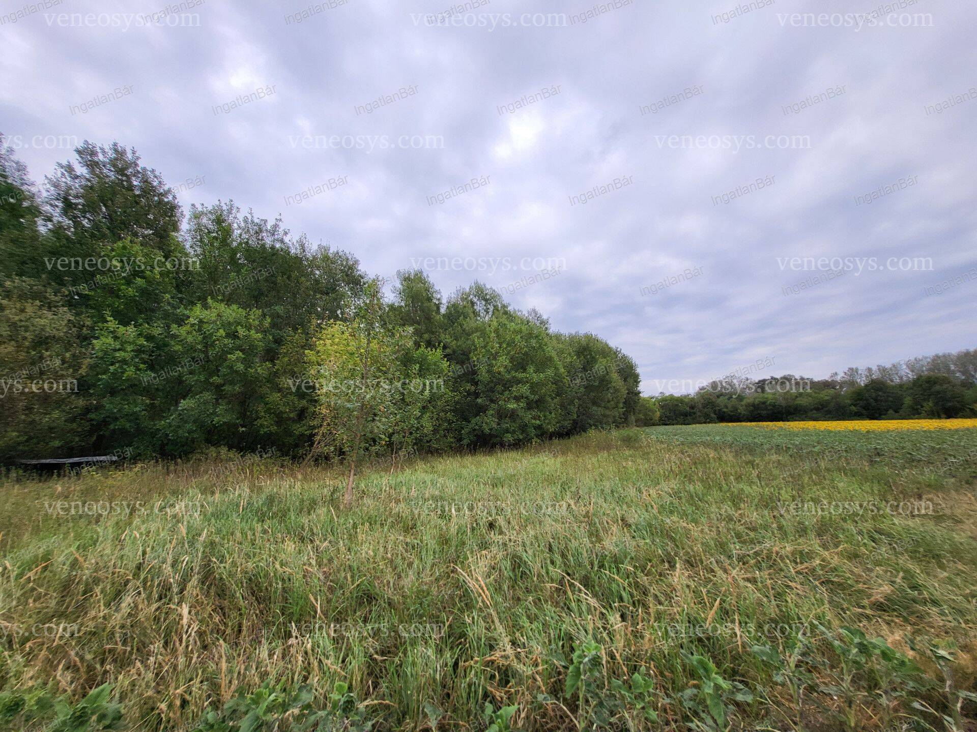 Kép 5