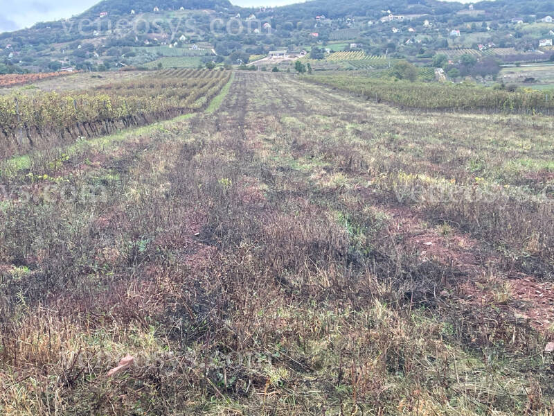 Kép 4