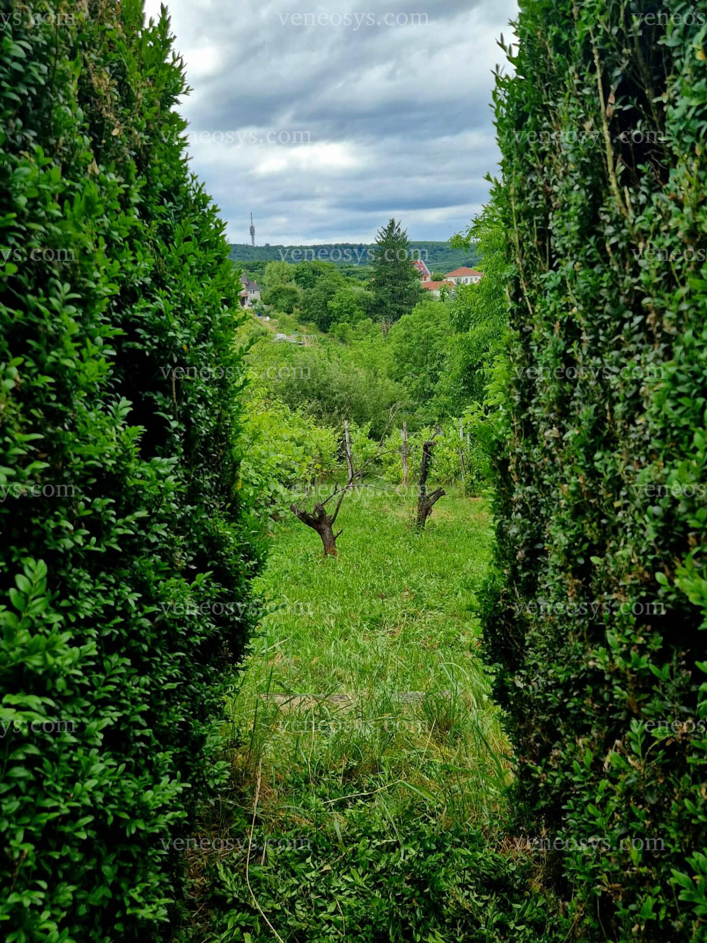Kép 8