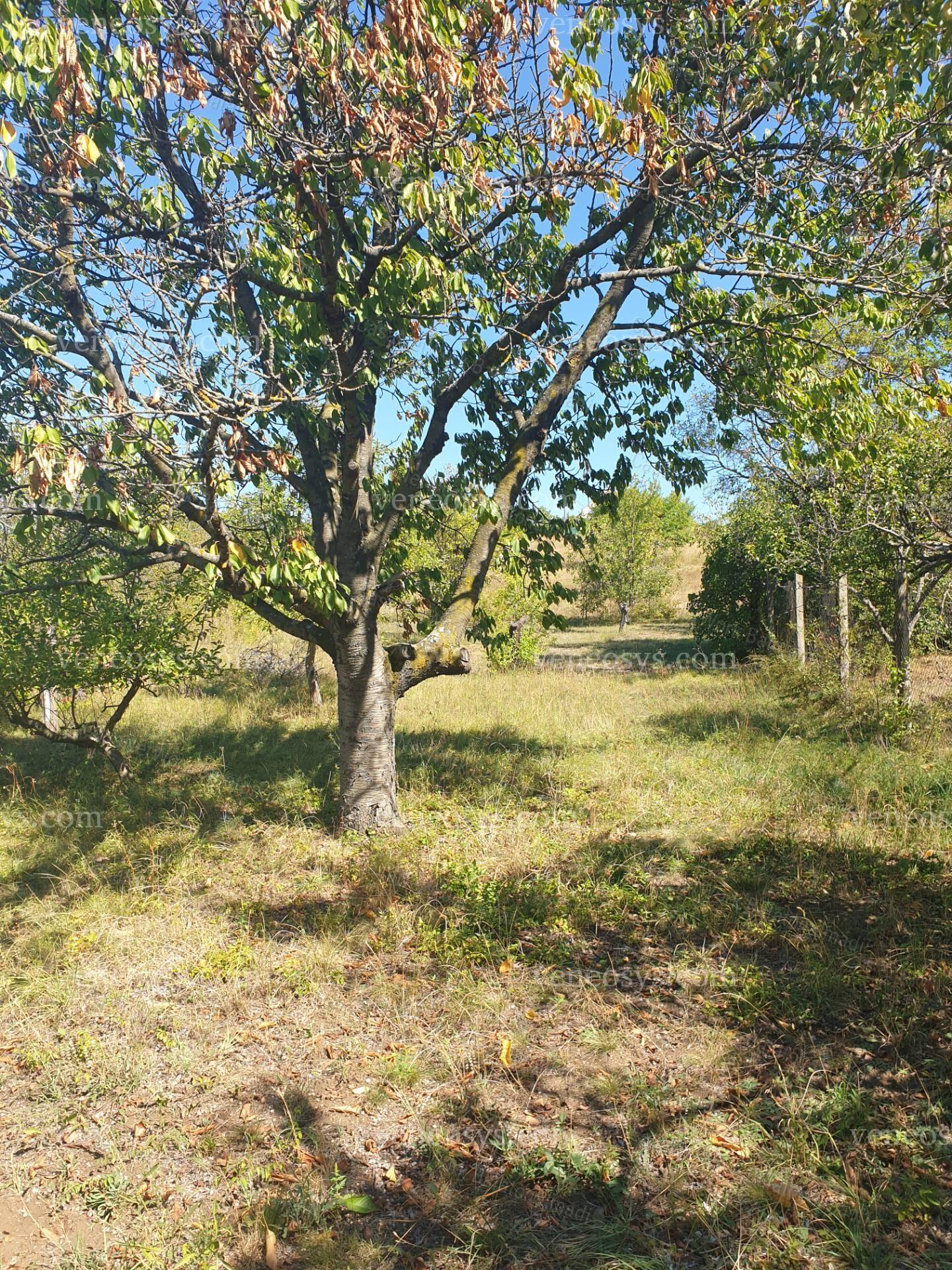 Kép 11