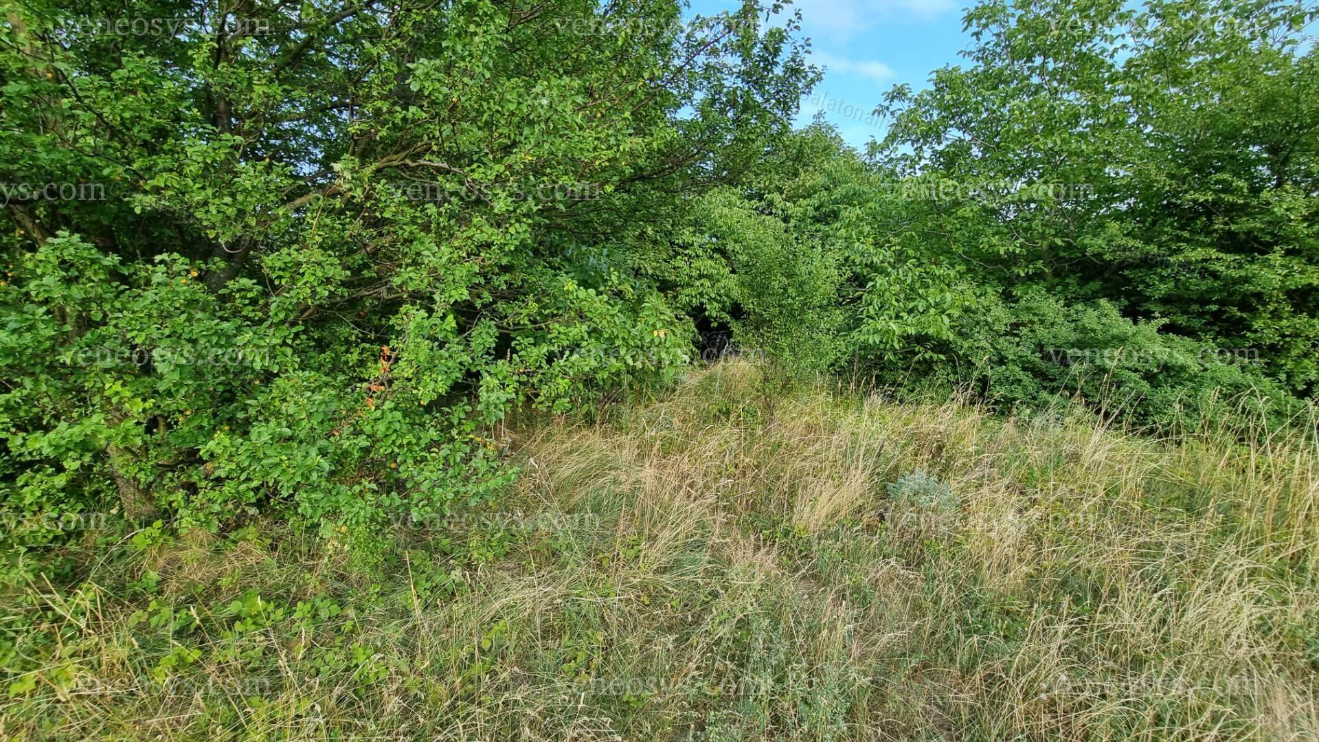 Kép 5