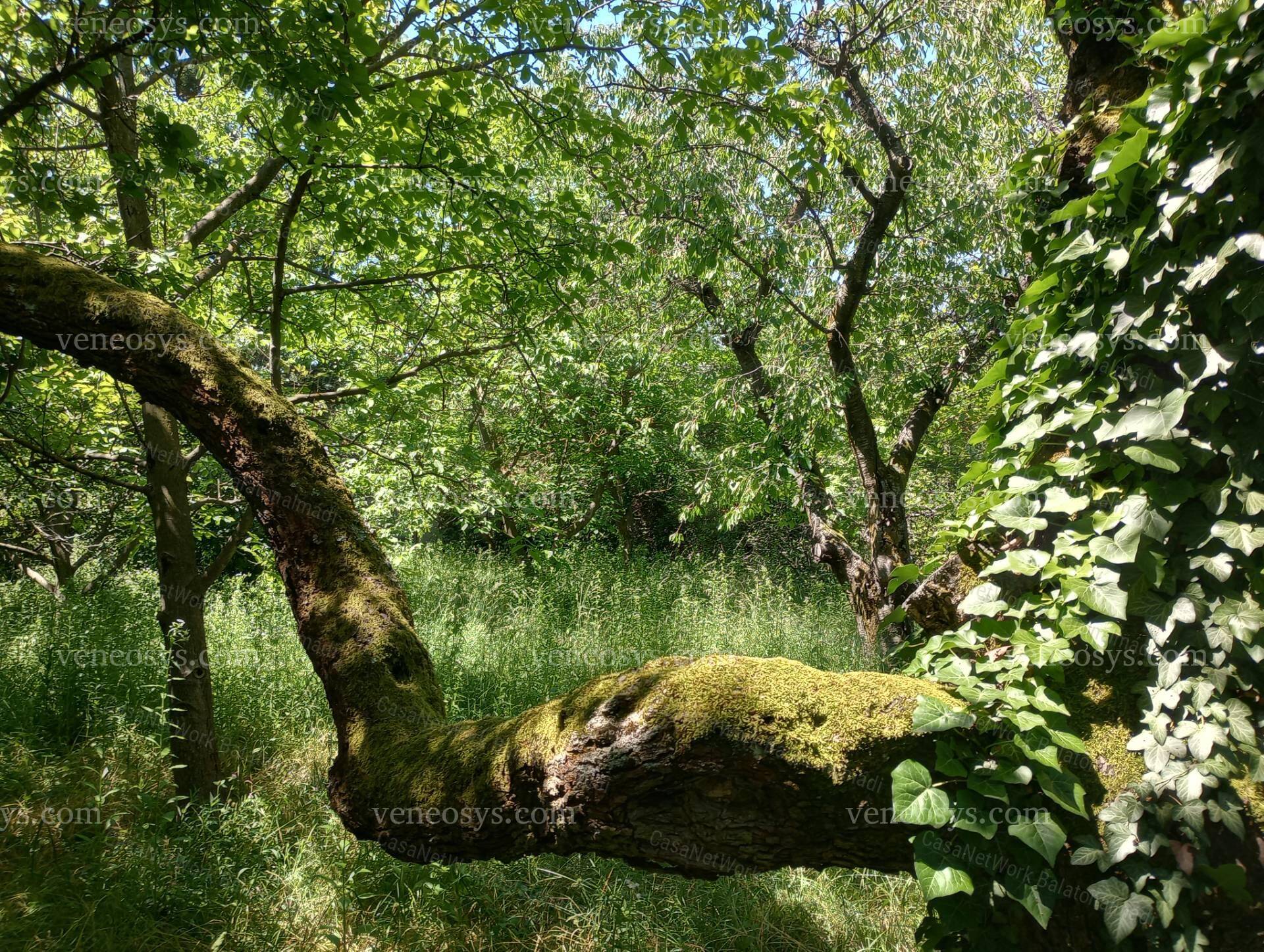 Kép 4