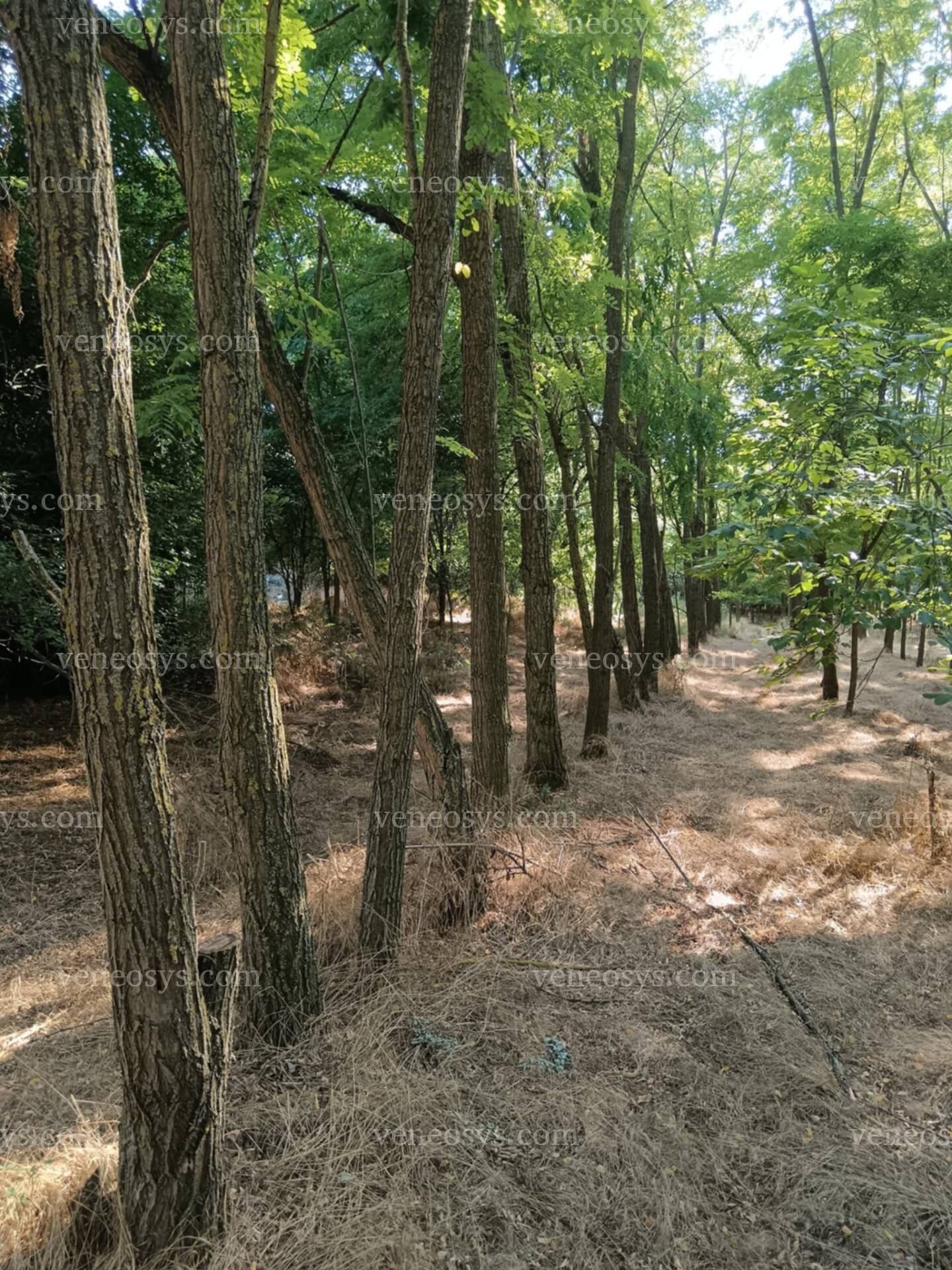 Kép 5