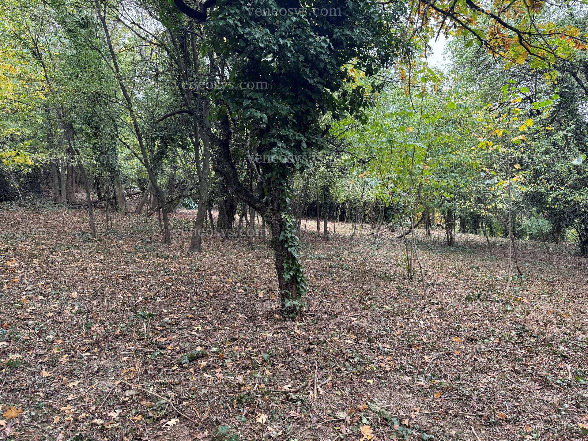 Kép 13