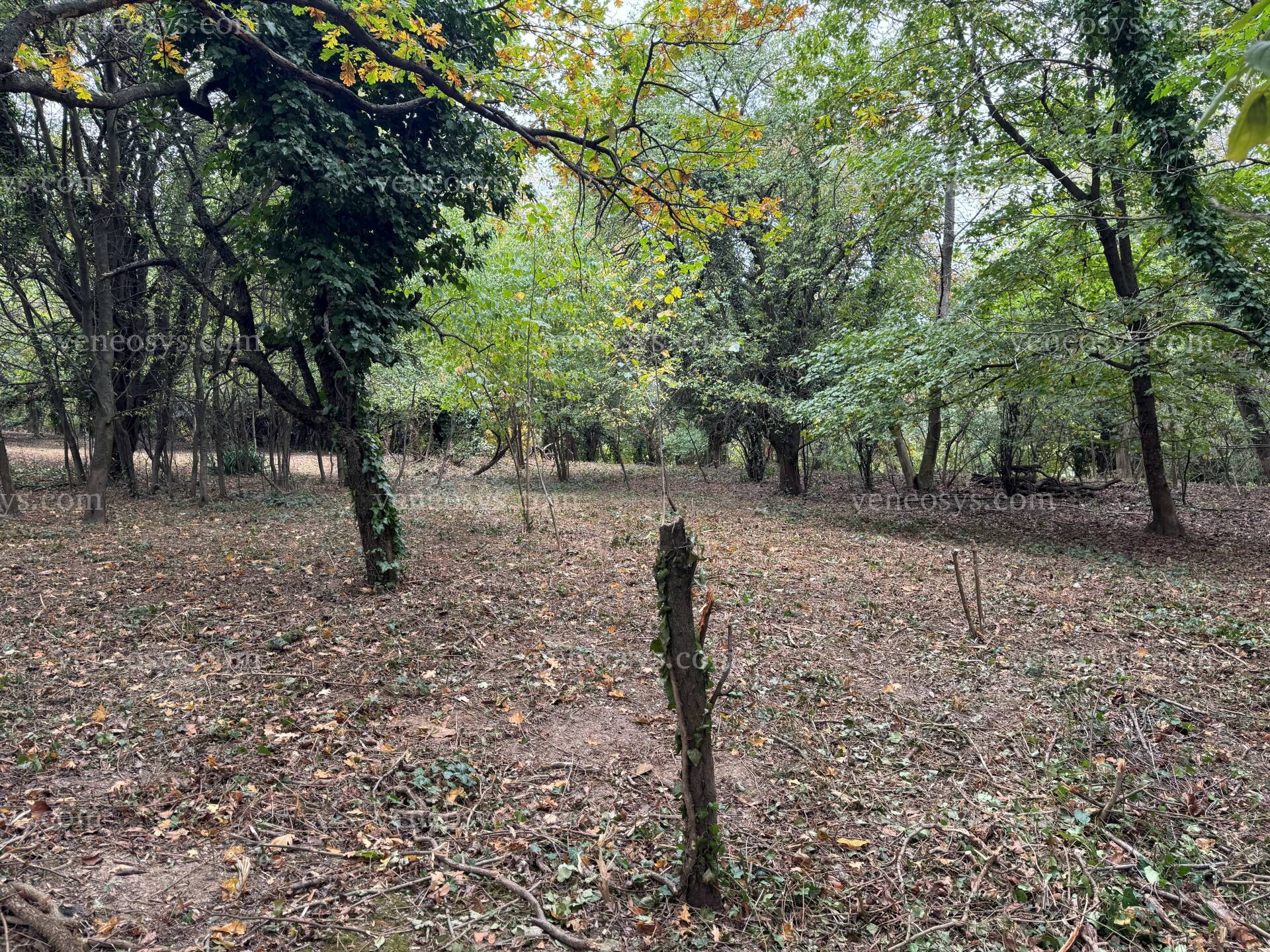 Kép 12