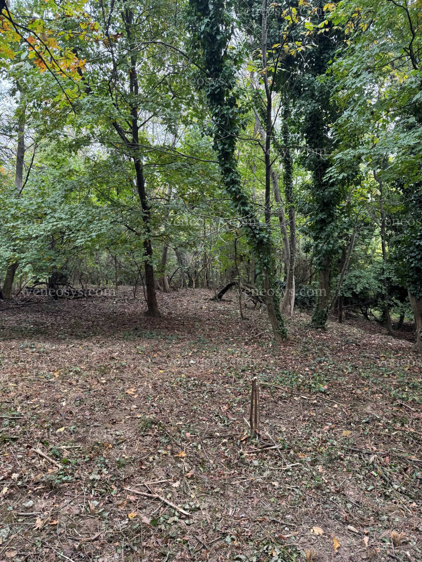 Kép 6