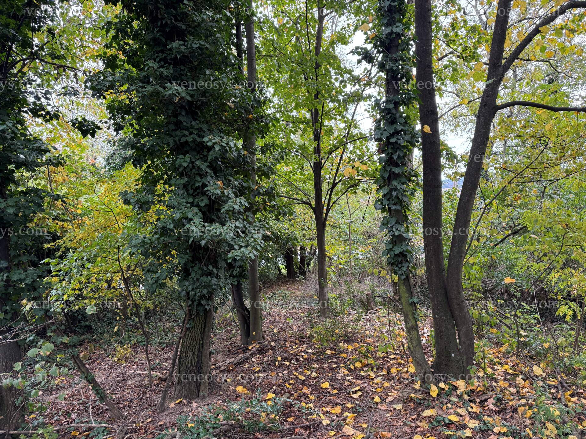 Kép 6